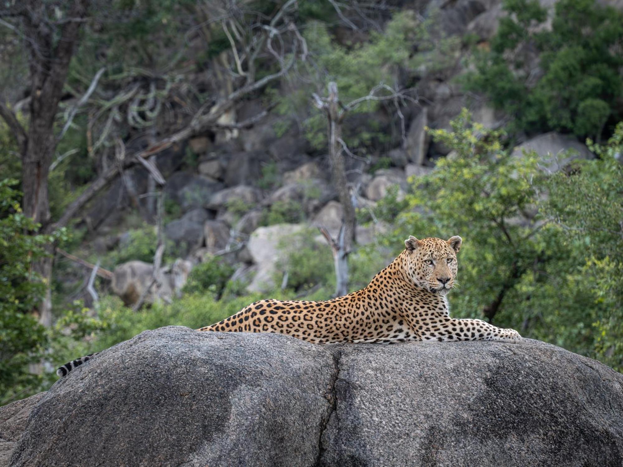 Nyati Safari Lodge Hoedspruit Εξωτερικό φωτογραφία